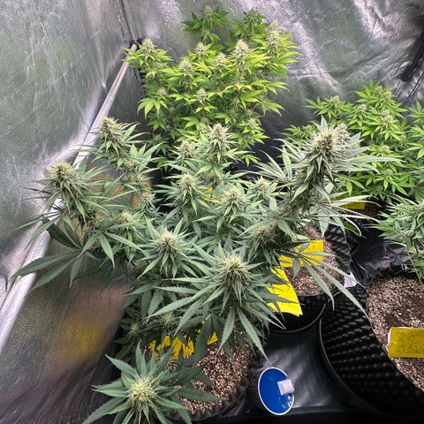 Gorilla Rainbow growlog timeline photo