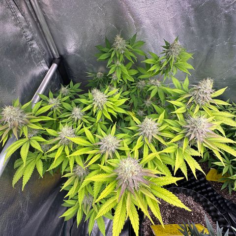 Gorilla Banana growlog timeline photo