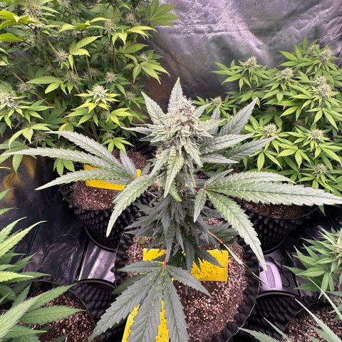 Blueberry Kush growlog timeline photo