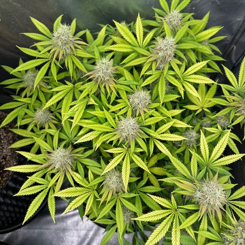 Gorilla Ghost growlog timeline photo