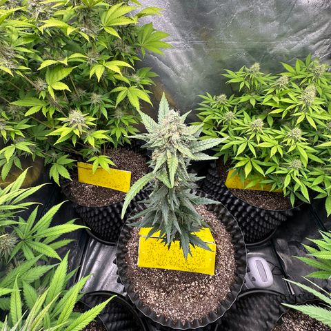 Blueberry Kush growlog timeline photo