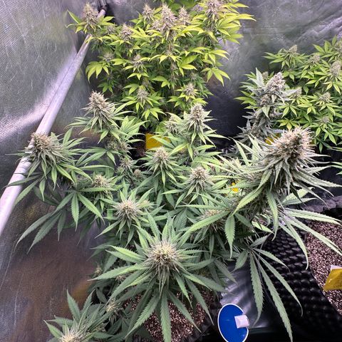 Gorilla Rainbow growlog timeline photo