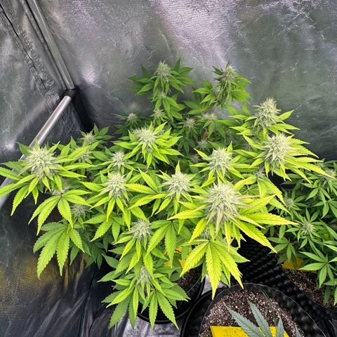 Gorilla Banana growlog timeline photo