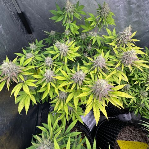 Gorilla Banana growlog timeline photo