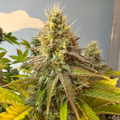 Gorilla Banana growlog timeline photo
