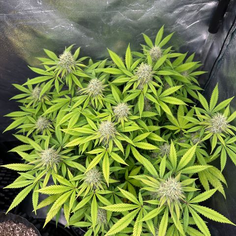 Gorilla Ghost growlog timeline photo