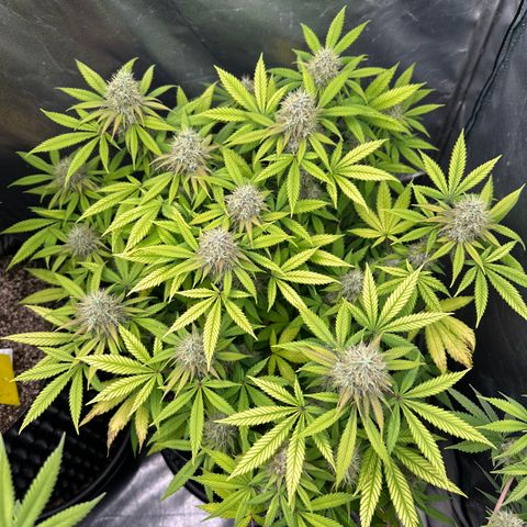 Gorilla Ghost growlog timeline photo