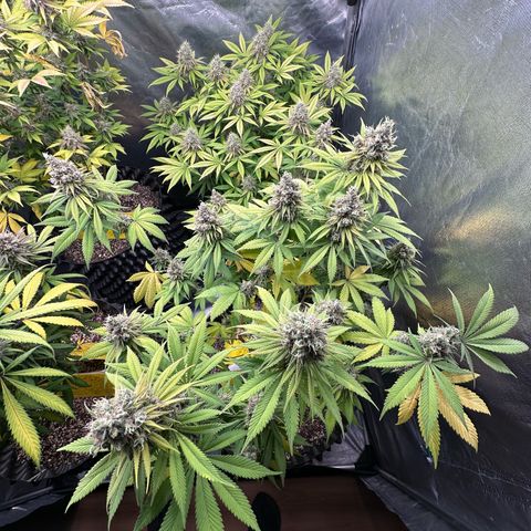 White Gorilla growlog timeline photo