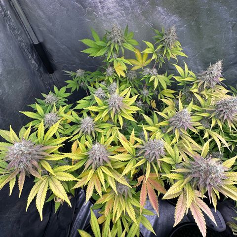 Gorilla Banana growlog timeline photo