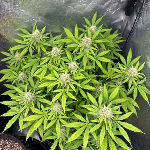 Gorilla Ghost growlog timeline photo