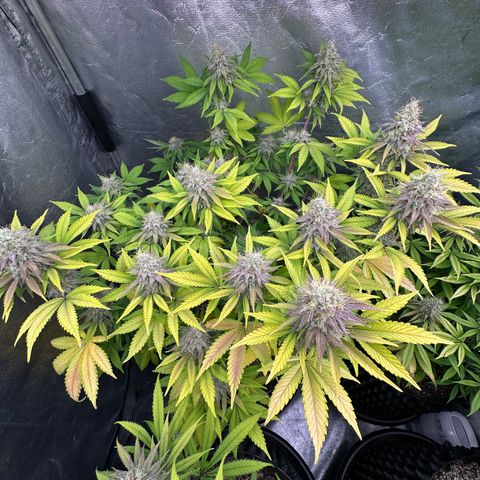 Gorilla Banana growlog timeline photo