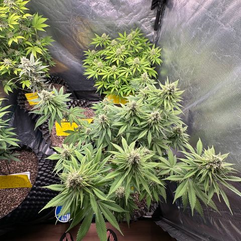 White Gorilla growlog timeline photo