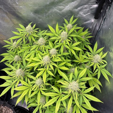 Gorilla Ghost growlog timeline photo