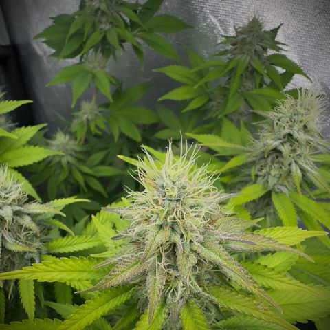 Gorilla Banana growlog timeline photo