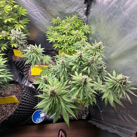 White Gorilla growlog timeline photo