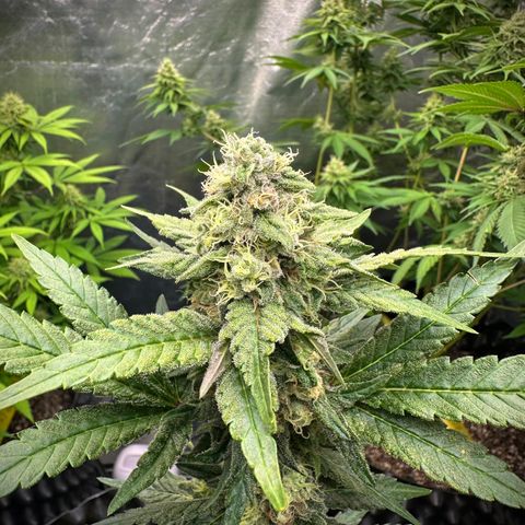 Blueberry Kush growlog timeline photo