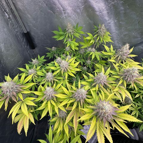 Gorilla Banana growlog timeline photo