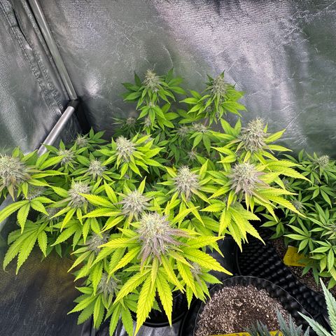 Gorilla Banana growlog timeline photo