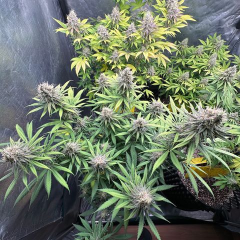 Gorilla Rainbow growlog timeline photo