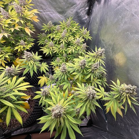 White Gorilla growlog timeline photo