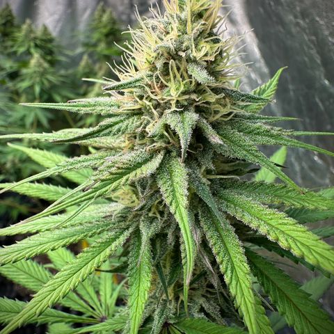 Gorilla Rainbow growlog timeline photo