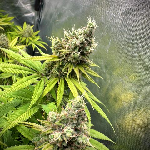 White Gorilla growlog timeline photo