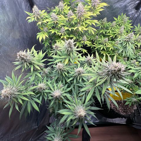 Gorilla Rainbow growlog timeline photo