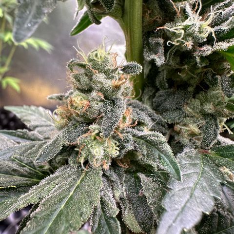 Blueberry Kush growlog timeline photo