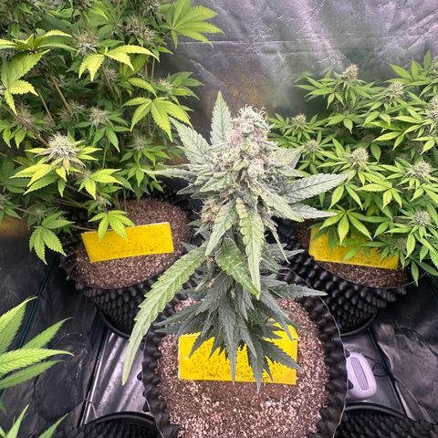 Blueberry Kush growlog timeline photo
