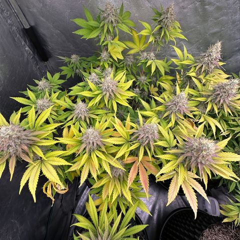 Gorilla Banana growlog timeline photo