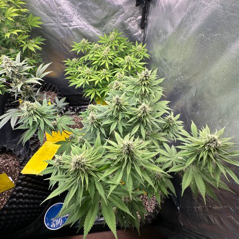 White Gorilla growlog timeline photo