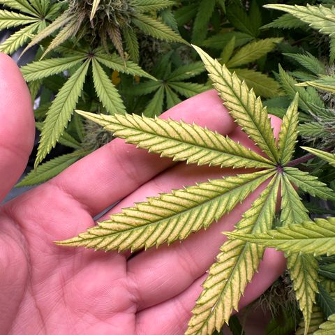 Gorilla Ghost growlog timeline photo