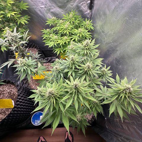 White Gorilla growlog timeline photo