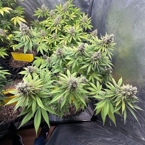 White Gorilla growlog timeline photo