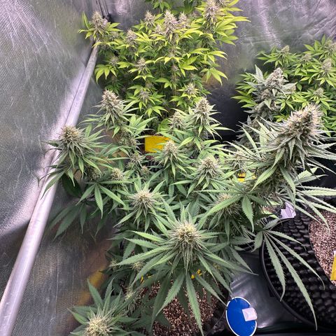 Gorilla Rainbow growlog timeline photo