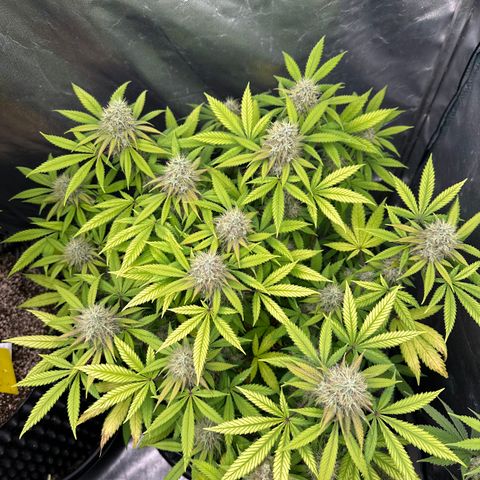 Gorilla Ghost growlog timeline photo