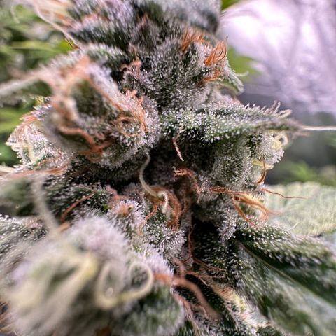 Blueberry Kush growlog timeline photo
