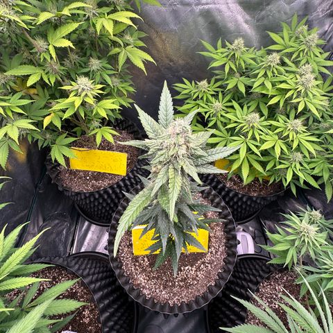 Blueberry Kush growlog timeline photo