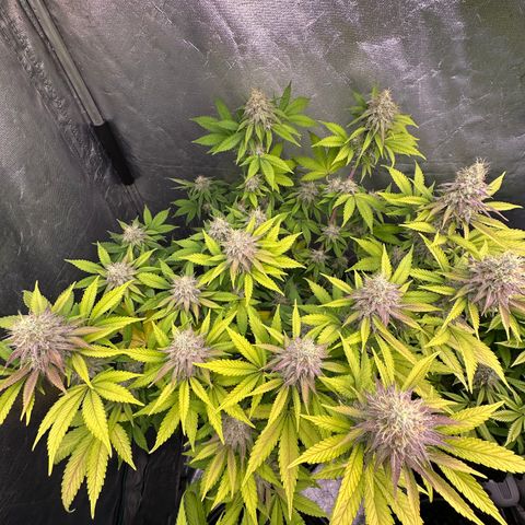 Gorilla Banana growlog timeline photo