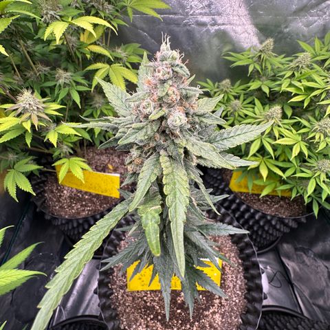Blueberry Kush growlog timeline photo