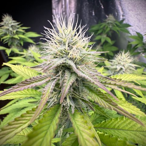 Gorilla Banana growlog timeline photo