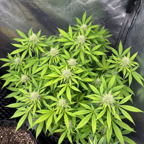 Gorilla Ghost growlog timeline photo