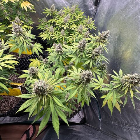 White Gorilla growlog timeline photo