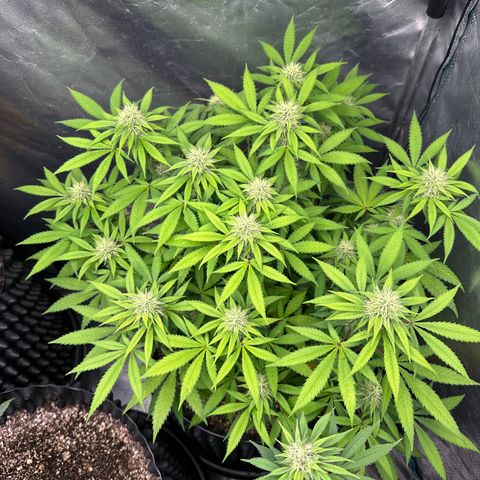 Gorilla Ghost growlog timeline photo