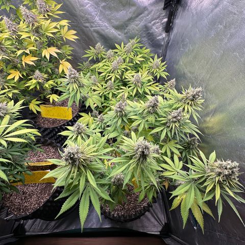 White Gorilla growlog timeline photo