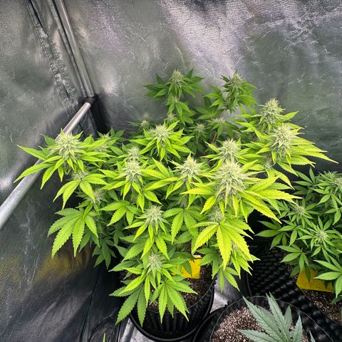 Gorilla Banana growlog timeline photo