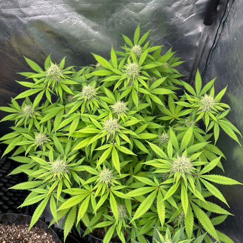 Gorilla Ghost growlog timeline photo
