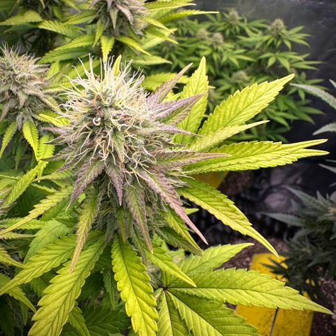 Gorilla Banana growlog timeline photo