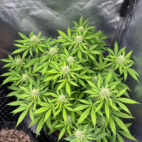 Gorilla Ghost growlog timeline photo