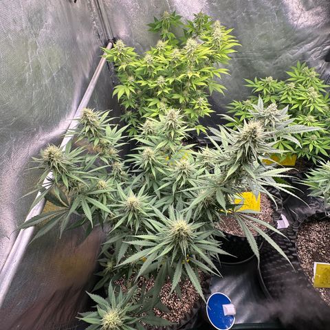 Gorilla Rainbow growlog timeline photo
